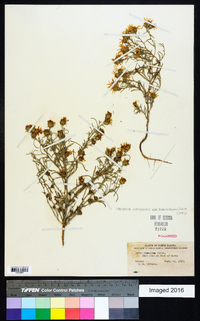 Dieteria canescens var. leucanthemifolia image