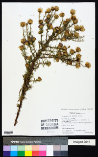 Dieteria canescens var. glabra image