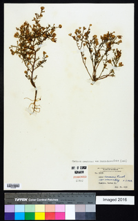 Dieteria canescens var. leucanthemifolia image