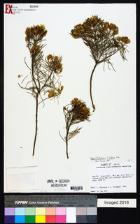 Dyscritothamnus filifolius image