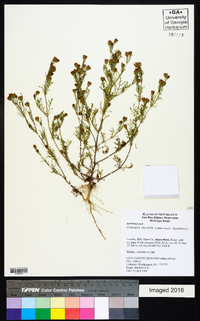 Dyssodia papposa image