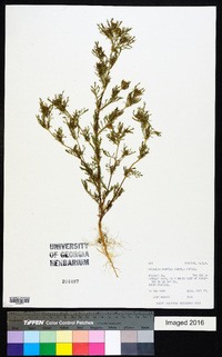 Dyssodia papposa image