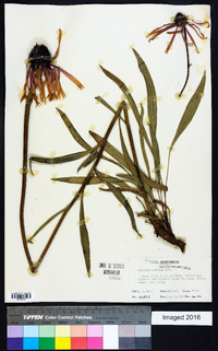 Echinacea pallida image