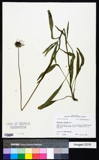 Echinacea pallida image