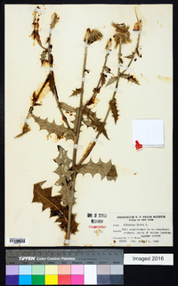 Echinops ritro image