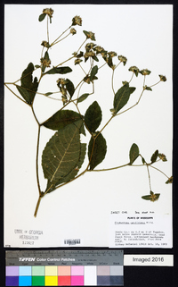 Elephantopus carolinianus image