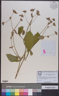 Elephantopus tomentosus image