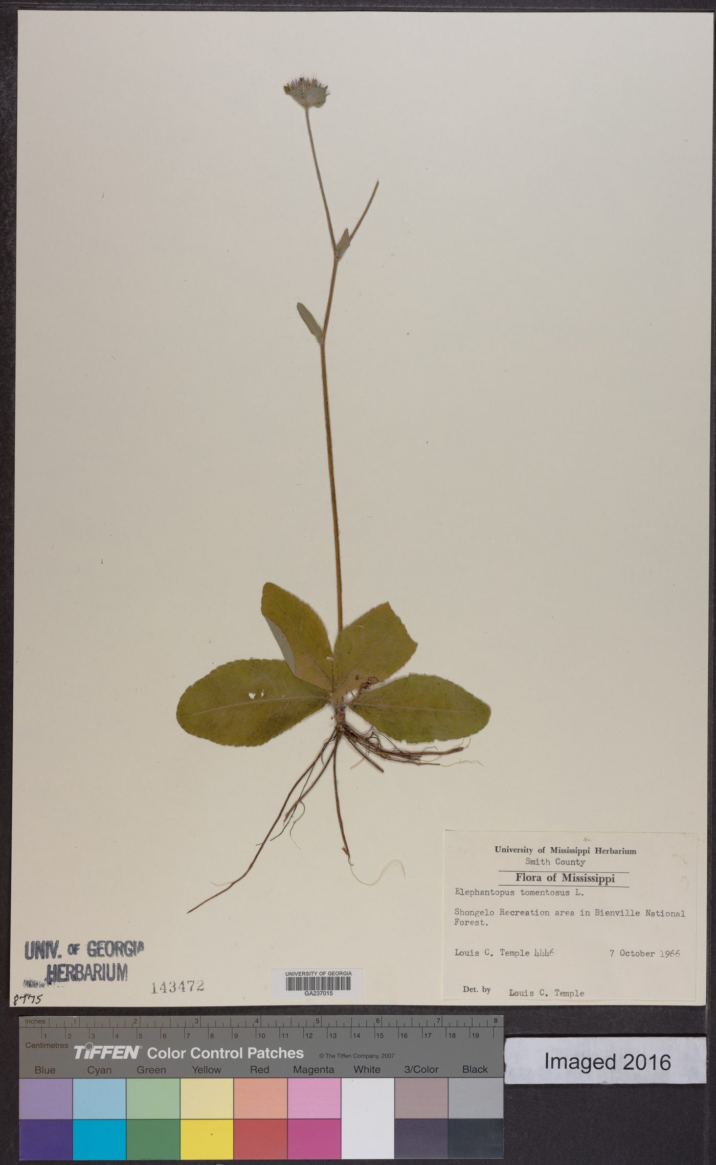 Elephantopus tomentosus image