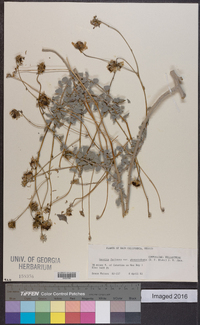 Encelia farinosa var. phenicodonta image