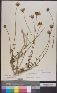 Encelia halimifolia image