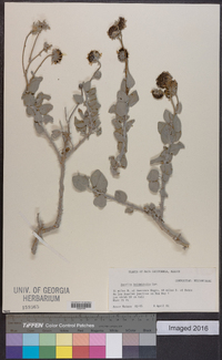 Encelia halimifolia image