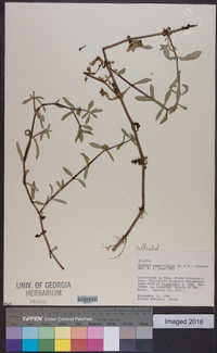 Image of Enydra sessilifolia