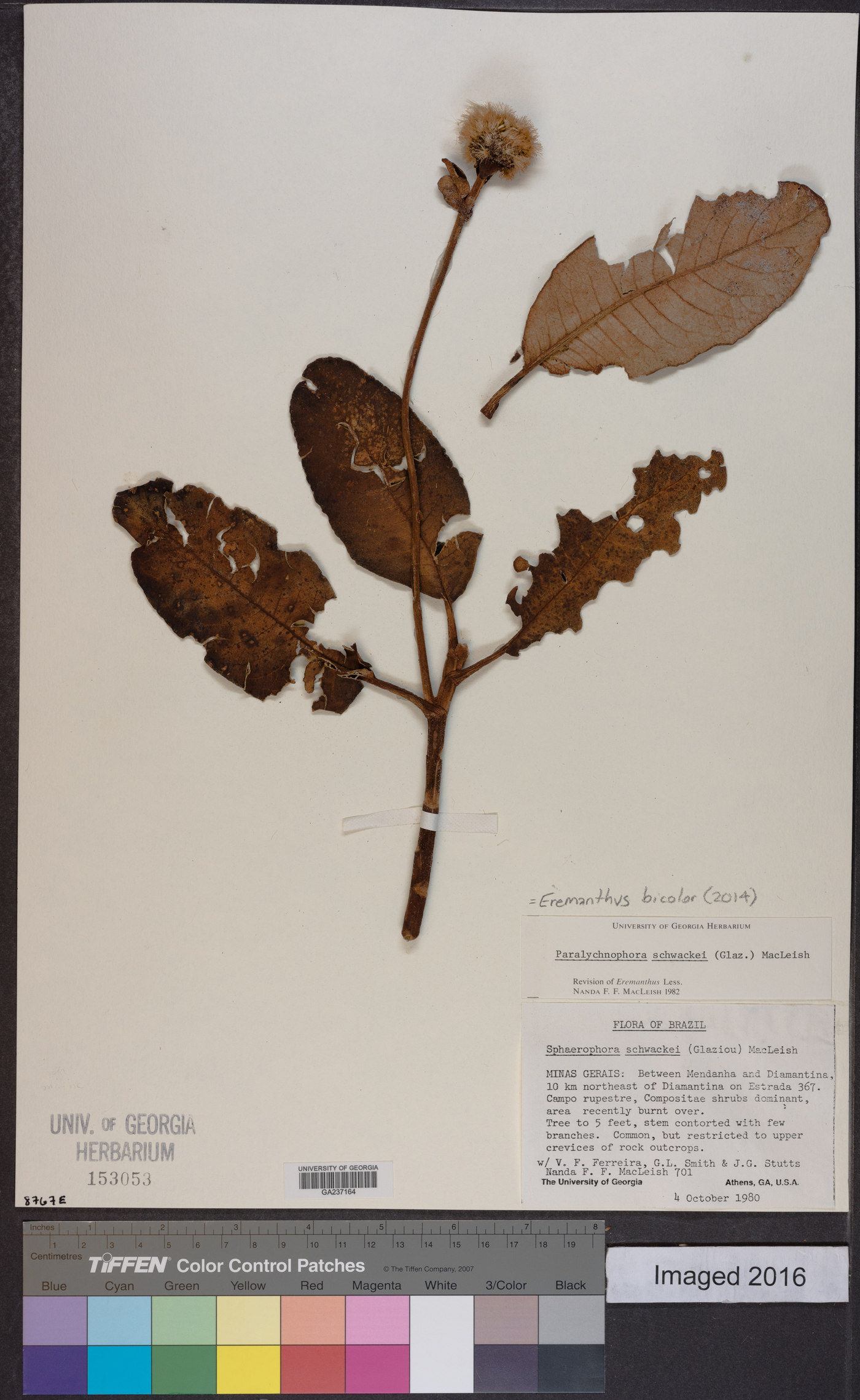 Eremanthus bicolor image