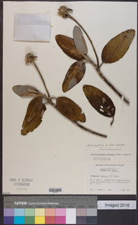 Image of Eremanthus bicolor