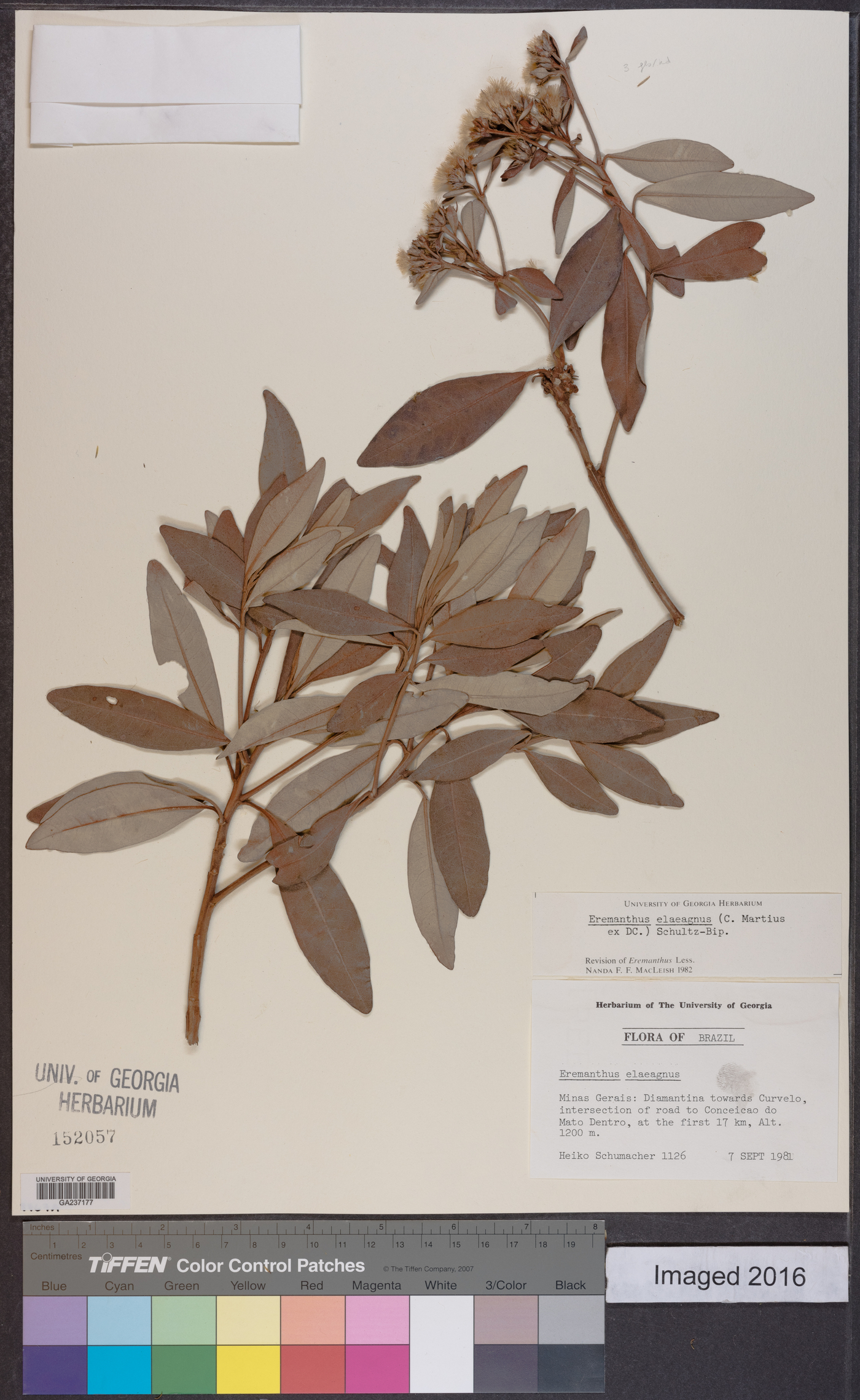 Eremanthus elaeagnus image