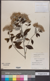 Image of Eremanthus arboreus
