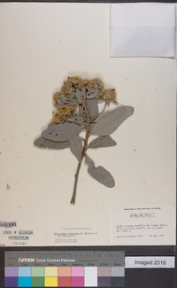 Image of Eremanthus argenteus