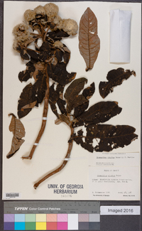 Image of Eremanthus cinctus