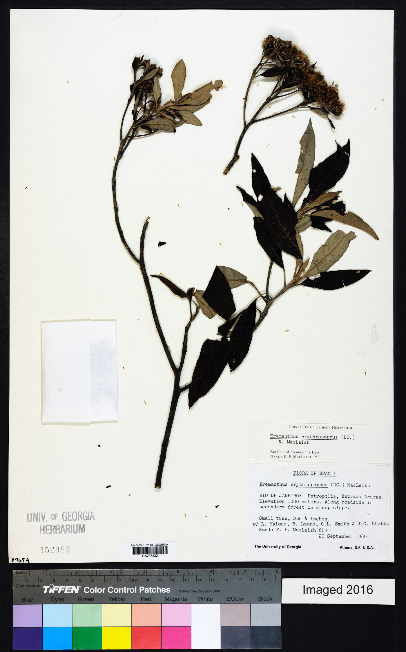 Eremanthus erythropappus image