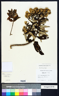 Eremanthus glomerulatus image