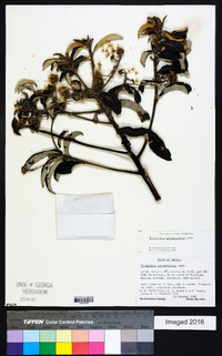 Eremanthus glomerulatus image