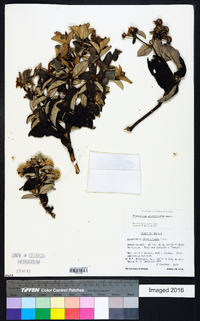 Eremanthus glomerulatus image