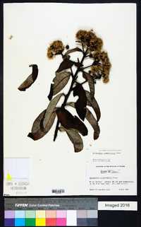 Eremanthus glomerulatus image