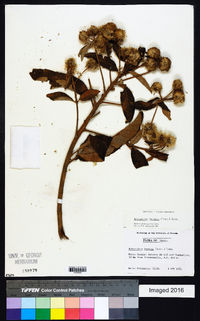 Image of Eremanthus incanus