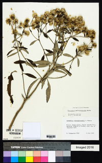 Eremanthus mattogrossensis image
