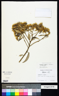 Image of Eremanthus seidelii