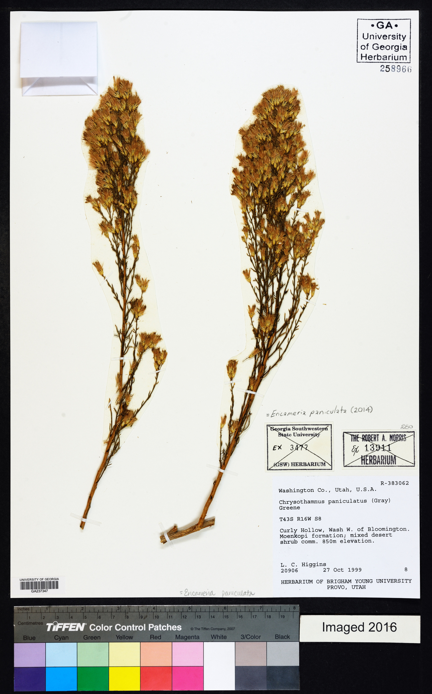 Ericameria paniculata image