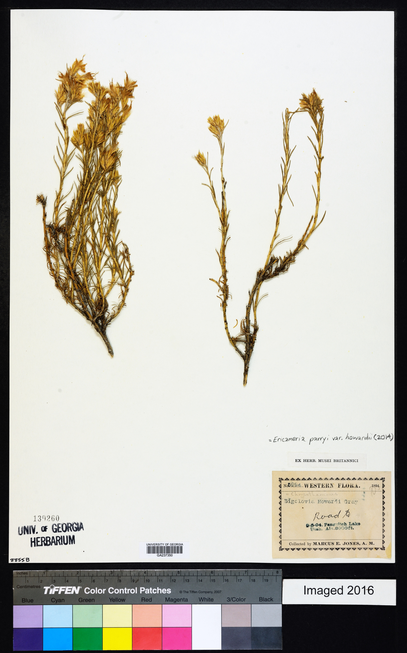 Ericameria parryi var. howardii image