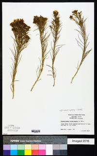 Ericameria parryi image