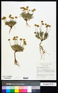 Erigeron aphanactis image