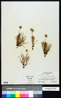 Erigeron bloomeri image