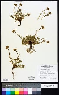 Erigeron compositus image