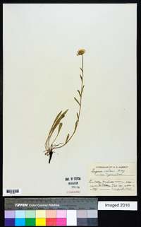 Erigeron eatonii image