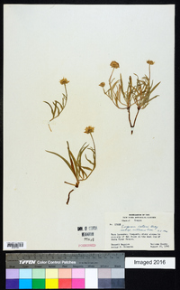 Erigeron eatonii subsp. villosus image