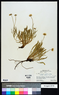 Erigeron eatonii image