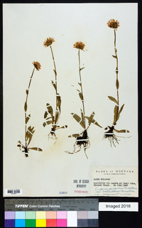 Erigeron peregrinus subsp. callianthemus image