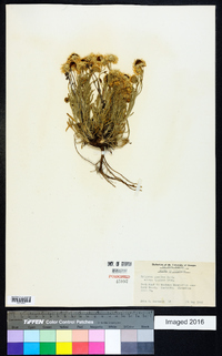 Erigeron pumilus subsp. pumilus image