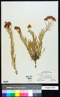 Erigeron pumilus image