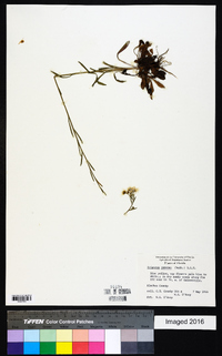 Erigeron ramosus image