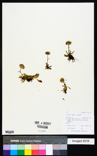 Erigeron simplex image