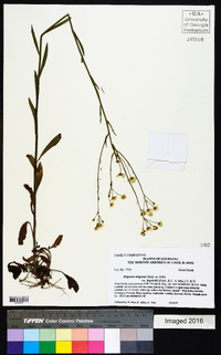 Erigeron strigosus var. beyrichii image