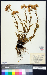 Erigeron subtrinervis subsp. typicus image