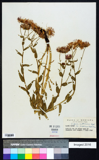 Erigeron subtrinervis subsp. conspicuus image