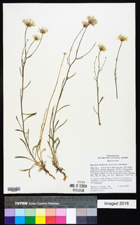 Erigeron utahensis var. utahensis image