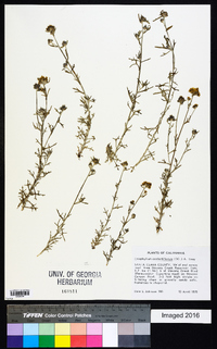 Eriophyllum confertiflorum image