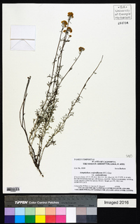 Eriophyllum confertiflorum var. confertiflorum image